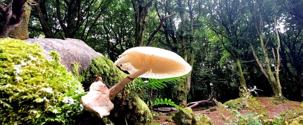 Forest Biodiversity in Ireland