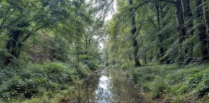 Forestry Grants in Ireland – Introduction to All Schemes 4 Forest stream and native woodland water habitat