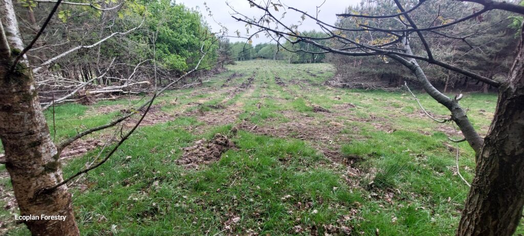 Ash Dieback Clearance and Replanting
