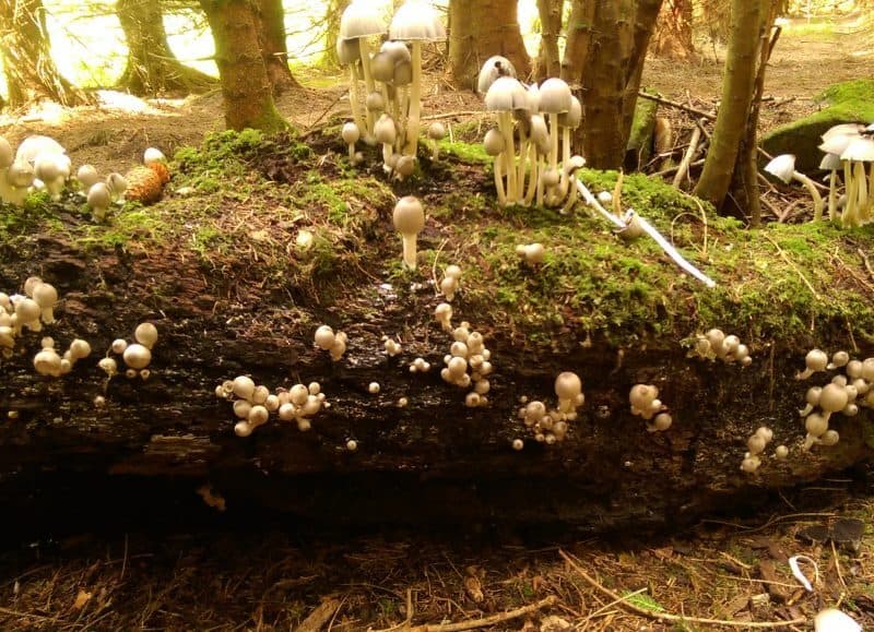 Ecoforestry Forest Biodiversity