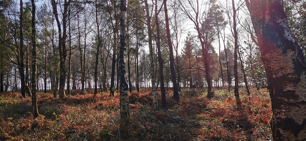 Native Woodlands in Ireland Ecoplan Forestry Native Woodlands in Ireland Ecoplan Forestry