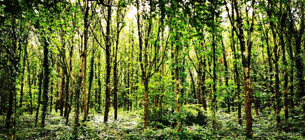 Native Woodlands in Ireland Ecoplan Forestry Native Woodlands in Ireland Ecoplan Forestry