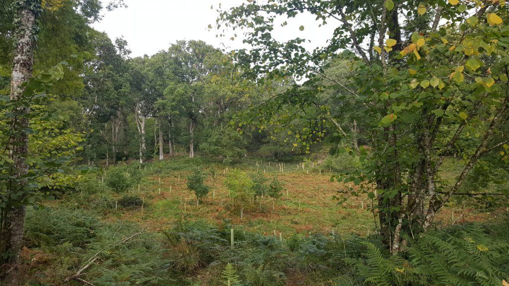 Native Woodland in Ireland Ecoplan Forestry