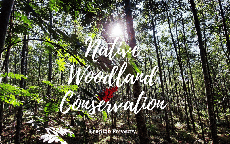 Native Woodland Conservation Title Image