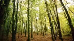 Forest Bathing: A Complete Guide 3 Forest Bathing Ecoplan