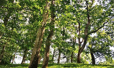 Native Woodland Management