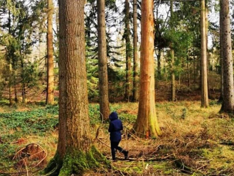 Forest bathing