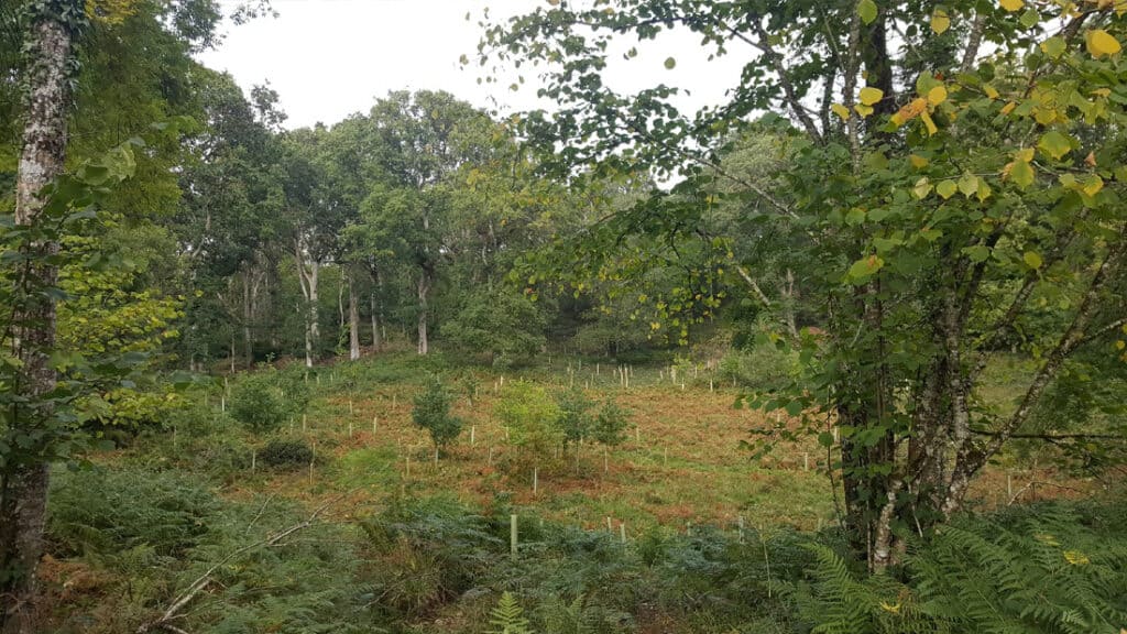 picture of Native Woodland Conservation underplanting with tree-shelters