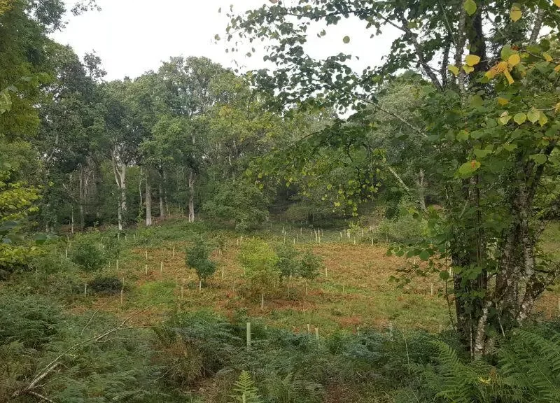 Native-Woodland-Conservation-in-Ireland