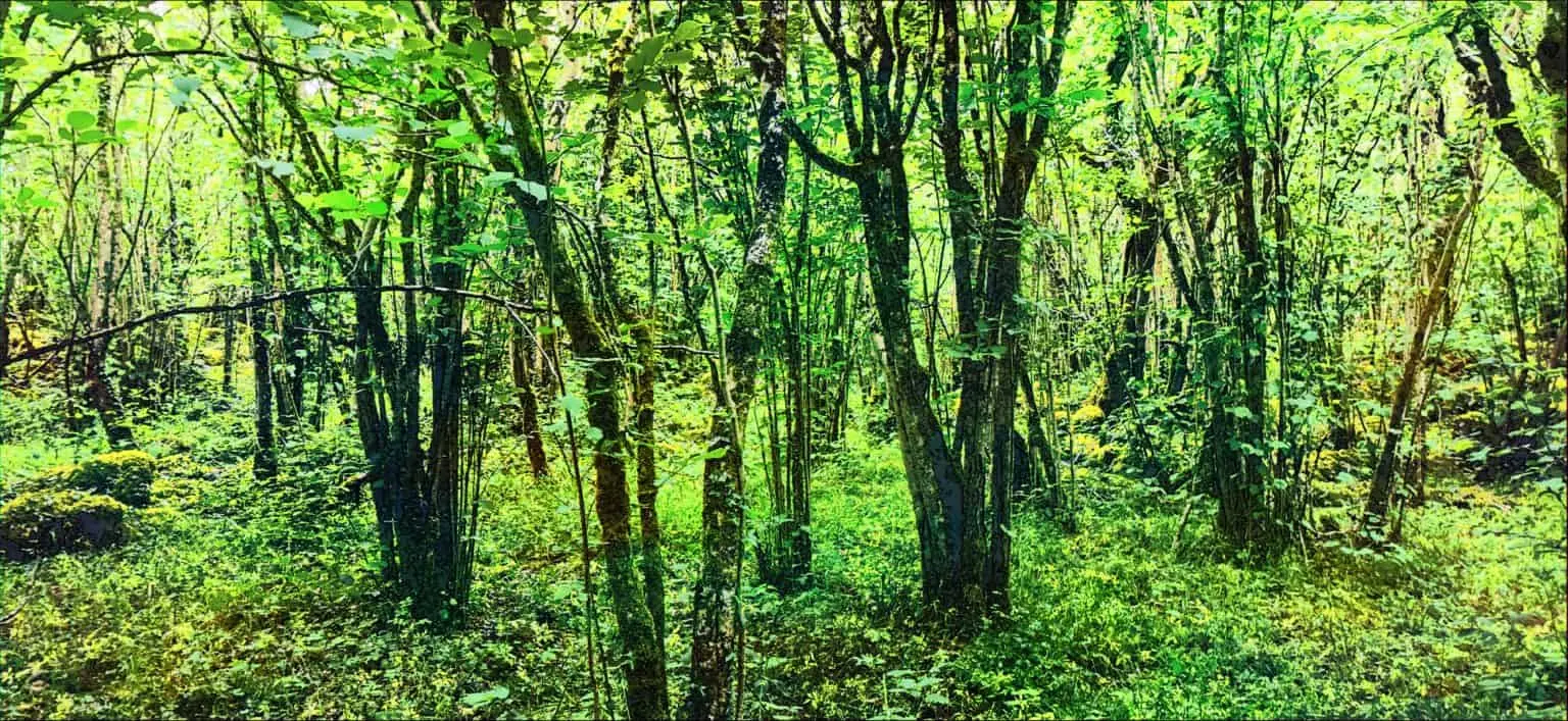 green woodlands in Ireland
