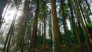 View of a Forest Asset or a forestry investment