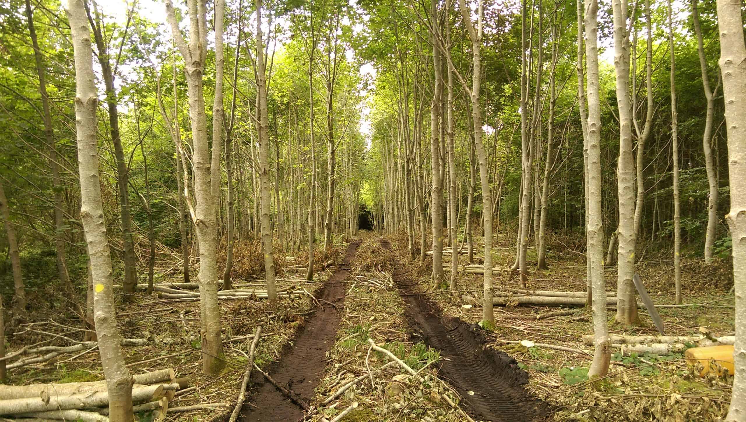 Woodland Improvement