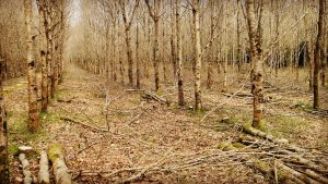 Woodland Improvement Scheme