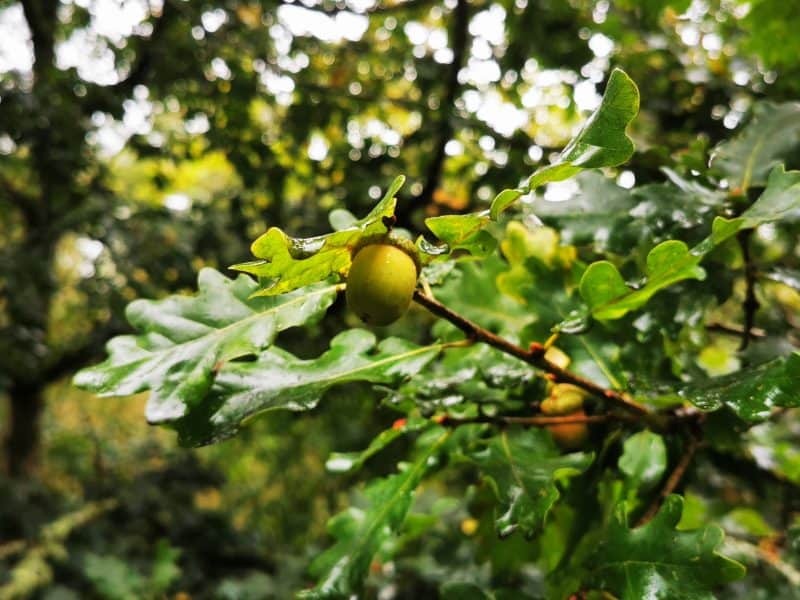 Oak Woodland