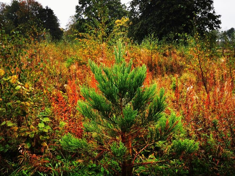 The Giants Grove – Planted and Managed for Biodiversity