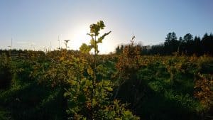 Native Woodland Establishment