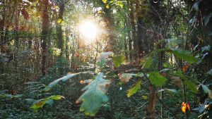 Native Woodland