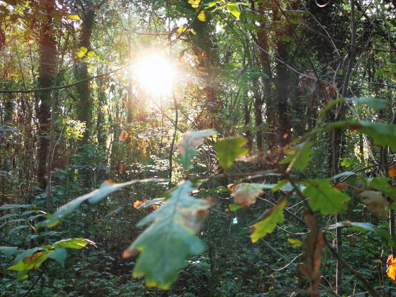 Sun shining through Oak forest