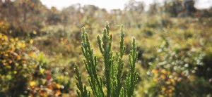 Giants Grove Carbon Storage