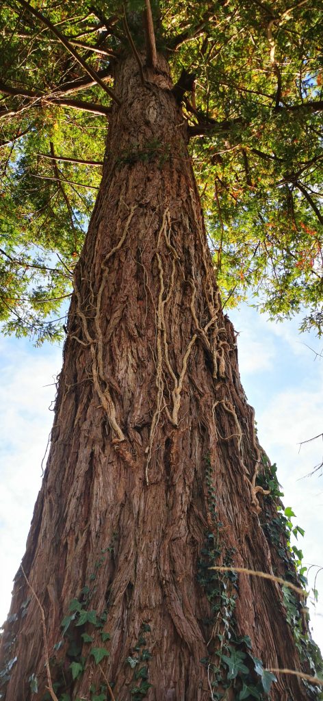 Sequoia Carbon Storage