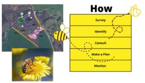 Bee Plan Stages