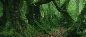 Forests and Woodlands in Irish Mythology 2 Forests and Woodland in Ancient Irish Mythology