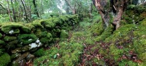 Biodiversity in Irish Woodland