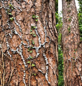 Scots pine habitat