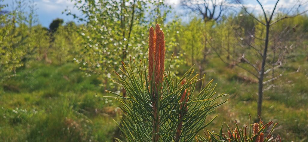 Scots pine