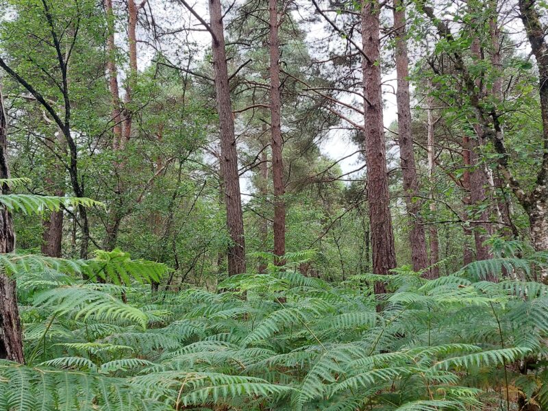 Scots pine native woodland