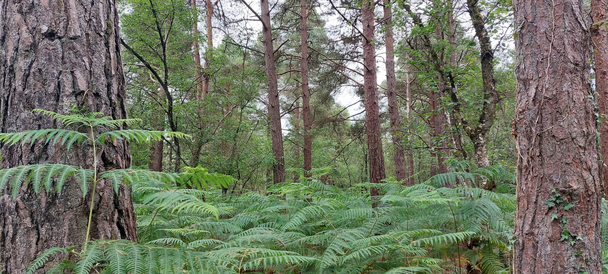 Scots pine woodland