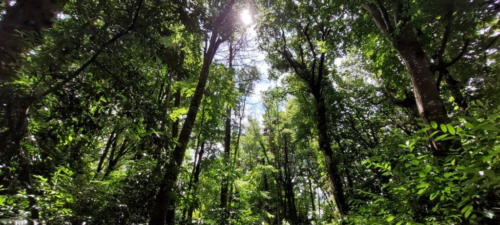 Sustainable Forest Management (SFM)
