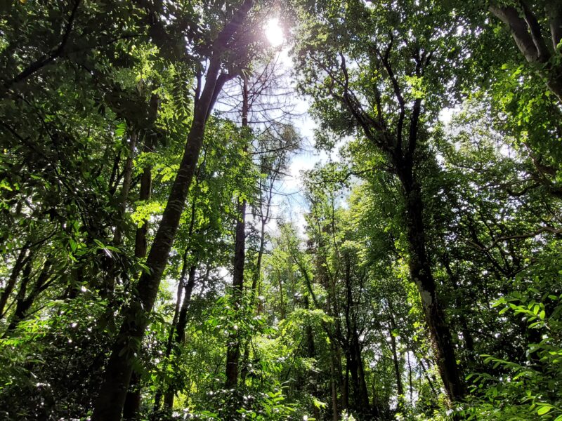 Sustainable Forest Management (SFM)