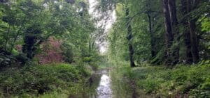 Forest Biodiversity