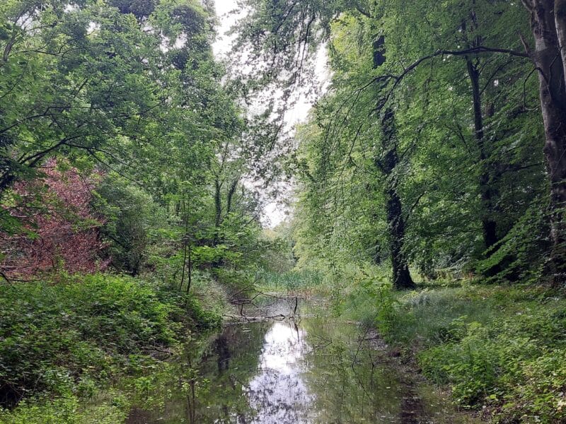 Forest Biodiversity