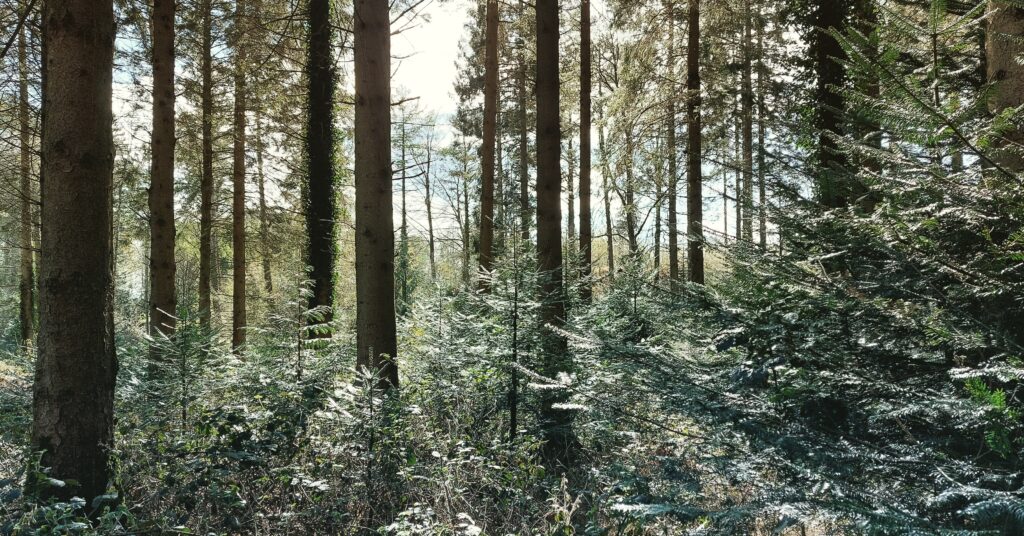 Continuous Cover Forestry