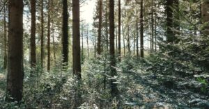 Forest & Woodland Management