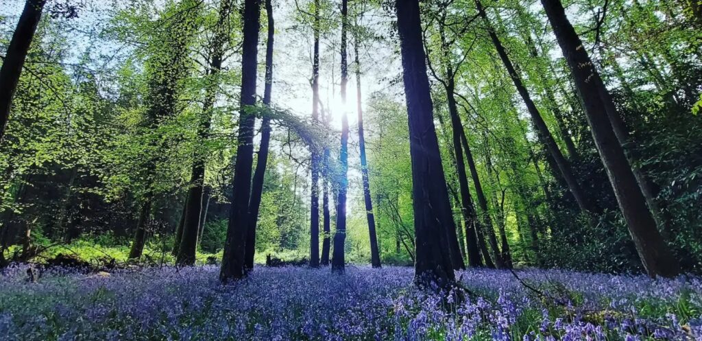 Forest Bathing: A Complete Guide 5 Bluebell flowers in native woodland