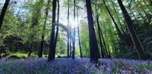 Bluebell flowers in native woodland