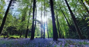 Sunlight through trees shining onto a carpet of bluebells