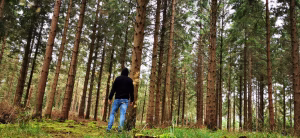 Forest & Woodland Management Consultancy 1 Ecoplan Forester Assessing Woodland