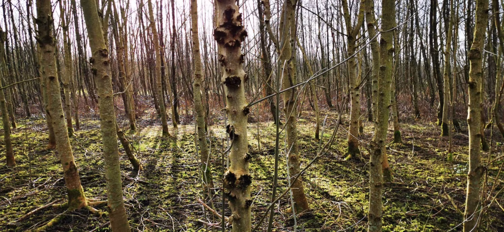 Ash Dieback in Ireland 2 Ash Woodland Infected With Dieback Disease