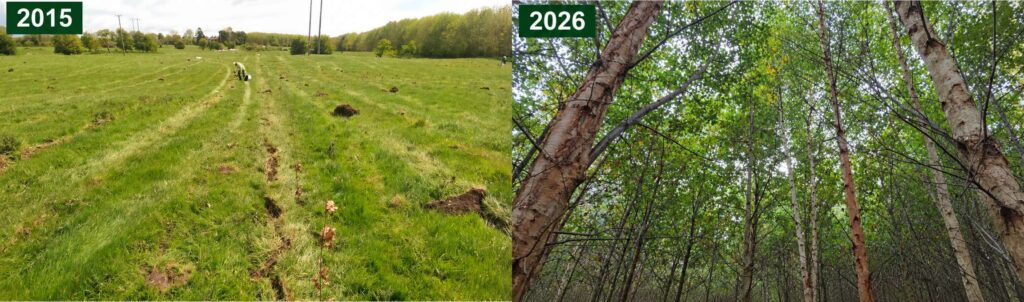 The Importance of Stewardship Continuity in Forestry 2 Stewardship Continuity in forestry: a Native Woodland being planted in 2015 and an image of that same woodland in 2026