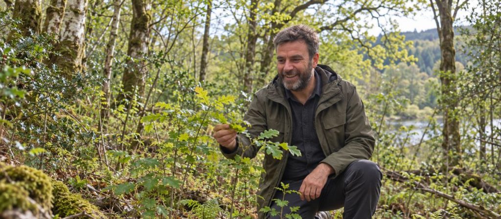 Forestry Advice in Ireland: Why Clear, Independent Stewardship Matters 2 Independent Forestry Consultant Sean McGinnis kneeling beside a young oak and examining its leaves in native woodland.