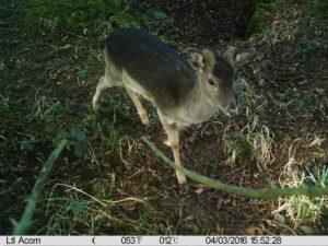 Real-Time Wildlife Monitoring