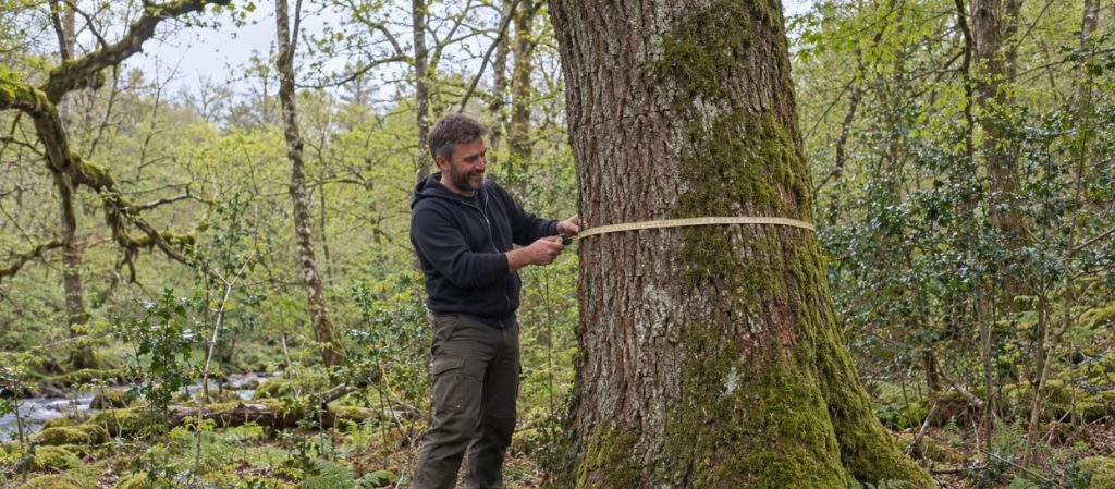 Forestry Advice in Ireland: Why Clear, Independent Stewardship Matters 4 Forester Sean McGinnis of Ecoplan Forestry measuring a mature oak tree with a forestry tape in native woodland.