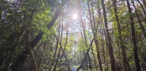 Native Woodland Management in Ireland 1 Sun shining through Irish Native Woodland