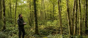 Native Woodland Management in Ireland 4 Forester assessing a native woodland with mature trees and natural regeneration as part of woodland management in Ireland