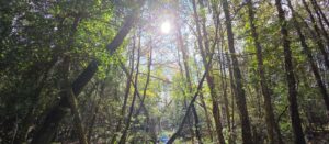 Native Woodland Management in Ireland 1 Sunlight filtering through a managed native woodland in Ireland showing mixed structure and natural regeneration
