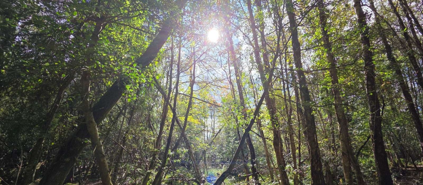 Home 23 Sunlight filtering through a managed native woodland in Ireland showing mixed structure and natural regeneration